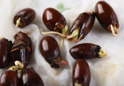 Litchi chinensis, Lychee fruit seed, chinese guinep, Perennial - Caribbean garden seed