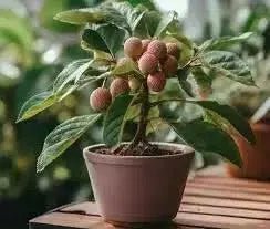 Litchi chinensis, Lychee fruit seed, chinese guinep, Perennial - Caribbean garden seed