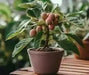 Litchi chinensis, Lychee fruit seed, chinese guinep, Perennial - Caribbean garden seed