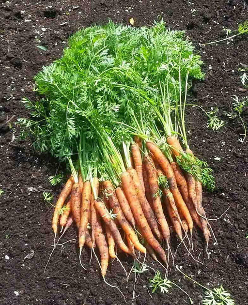 Little Finger Carrot Seeds,Biannual, VEGETABLE - Caribbean garden seed