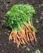 Little Finger Carrot Seeds,Biannual, VEGETABLE - Caribbean garden seed