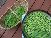 Little Marvel bushPea Seeds ~ ,Aka  Improved American Wonder Pea.  Heirloom - Caribbean garden seed