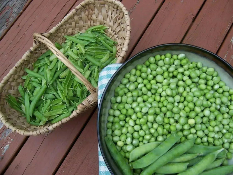 Little Marvel bushPea Seeds ~ ,Aka  Improved American Wonder Pea.  Heirloom - Caribbean garden seed