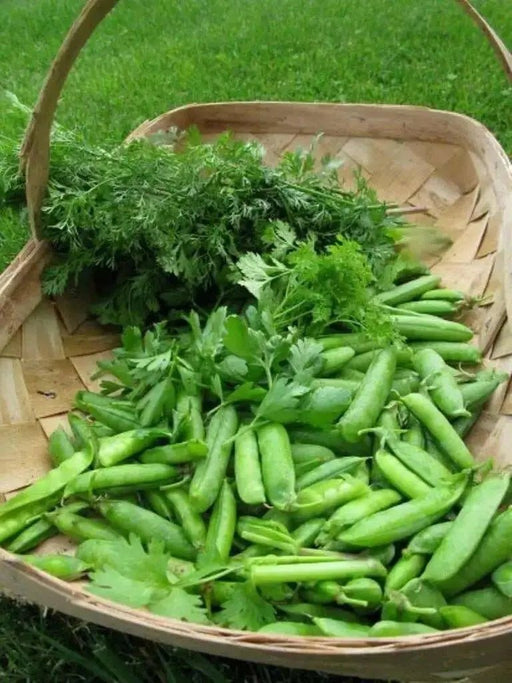 Little Marvel bushPea Seeds ~ ,Aka  Improved American Wonder Pea.  Heirloom - Caribbean garden seed