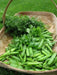 Little Marvel bushPea Seeds ~ ,Aka  Improved American Wonder Pea.  Heirloom - Caribbean garden seed