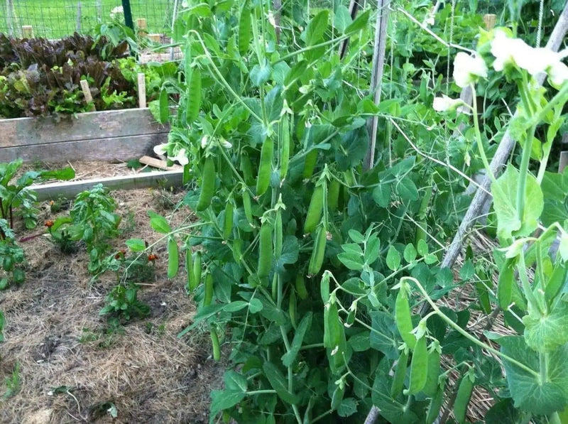Little Marvel bushPea Seeds ~ ,Aka  Improved American Wonder Pea.  Heirloom - Caribbean garden seed