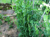 Little Marvel bushPea Seeds ~ ,Aka  Improved American Wonder Pea.  Heirloom - Caribbean garden seed