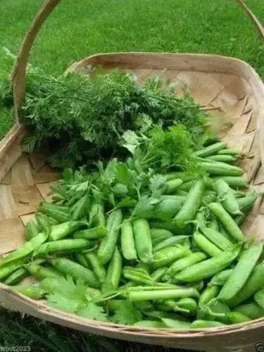 LITTLE MARVEL PEAS,Shelling Peas - Caribbean garden seed