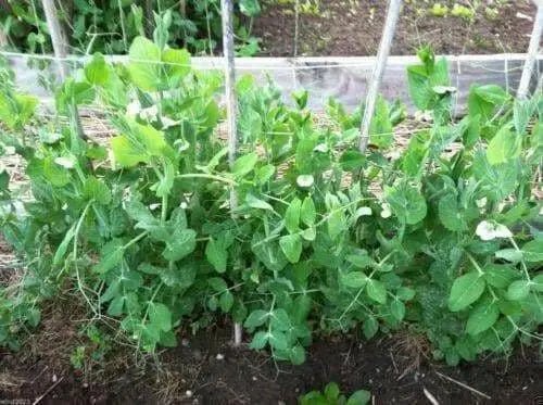 LITTLE MARVEL PEAS,Shelling Peas - Caribbean garden seed
