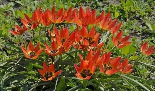 Little Princess "Species Tulip BULBS, PERENNIAL - Caribbean garden seed