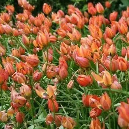 Little Princess "Species Tulip BULBS, PERENNIAL - Caribbean garden seed