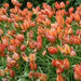 Little Princess "Species Tulip BULBS, PERENNIAL - Caribbean garden seed