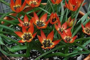 Little Princess "Species Tulip BULBS, PERENNIAL - Caribbean garden seed