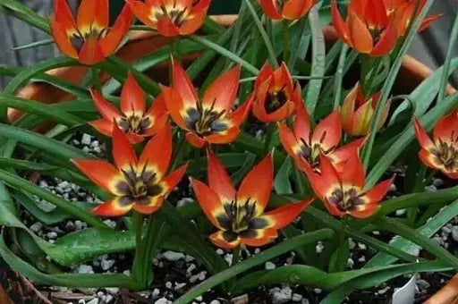 Little Princess "Species Tulip BULBS, PERENNIAL - Caribbean garden seed