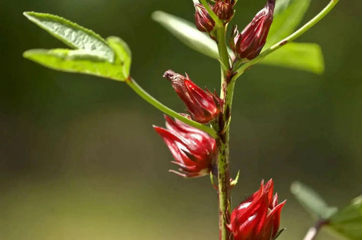 live Jamaican Sorrel ,Indian Roselle, Florida ( LIVES PLANTS ) CARIBBEAN PRODUCT - Caribbean garden seed