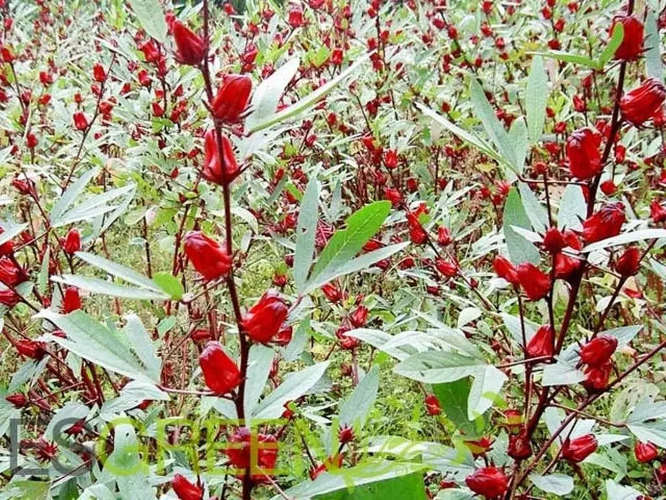 Jamaican Sorrel ,Indian Roselle,( LIVE PLANTS ) CARIBBEAN PRODUCT - Caribbeangardenseed