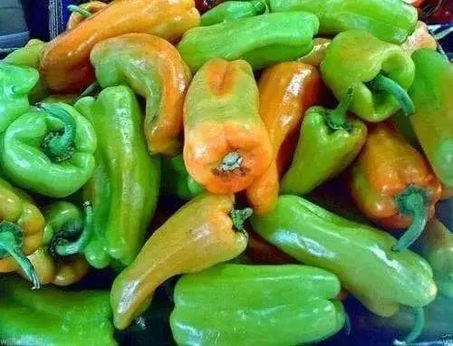 CUBANELLE Sweet Pepper Seeds - Capsicum annuum ! - Caribbean garden seed