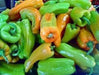CUBANELLE Sweet Pepper Seeds - Capsicum annuum ! - Caribbean garden seed