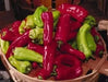 CUBANELLE Sweet Pepper Seeds - Capsicum annuum ! - Caribbean garden seed