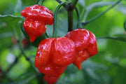 TRINIDAD Scorpion,LIVE Pepper PLANT super hot - Caribbean garden seed