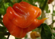 TRINIDAD Scorpion,LIVE Pepper PLANT super hot - Caribbean garden seed