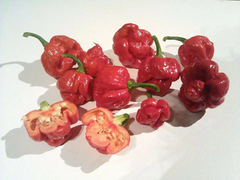 TRINIDAD Scorpion,LIVE Pepper PLANT super hot - Caribbean garden seed