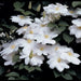Live Plant - clematis claire de lune- Starter Plant - Caribbean garden seed