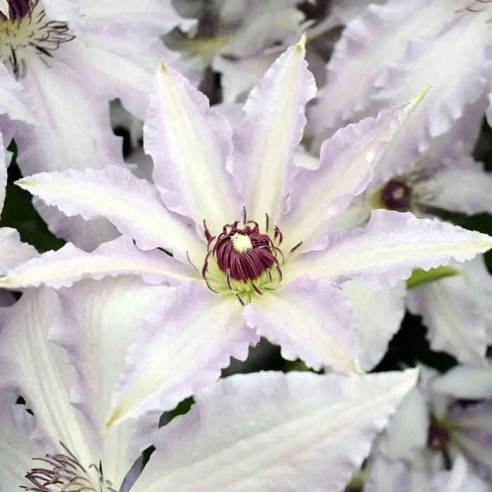 Live Plant - clematis claire de lune- Starter Plant - Caribbean garden seed