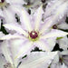 Live Plant - clematis claire de lune- Starter Plant - Caribbean garden seed