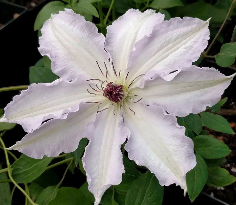 Live Plant - clematis claire de lune- Starter Plant - Caribbean garden seed