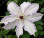 Live Plant - clematis claire de lune- Starter Plant - Caribbean garden seed