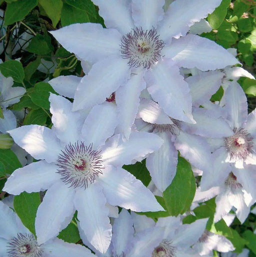 Live Plant - clematis claire de lune- Starter Plant - Caribbean garden seed