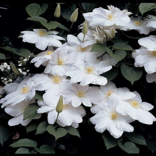 Live Plant - clematis claire de lune- Starter Plant - Caribbean garden seed