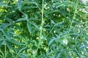 live Jamaican Sorrel ,Indian Roselle, Florida ( LIVES PLANTS ) CARIBBEAN PRODUCT - Caribbean garden seed