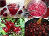live Jamaican Sorrel ,Indian Roselle, Florida ( LIVES PLANTS ) CARIBBEAN PRODUCT - Caribbean garden seed
