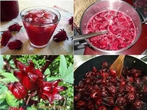live Jamaican Sorrel ,Indian Roselle, Florida ( LIVES PLANTS ) CARIBBEAN PRODUCT - Caribbean garden seed