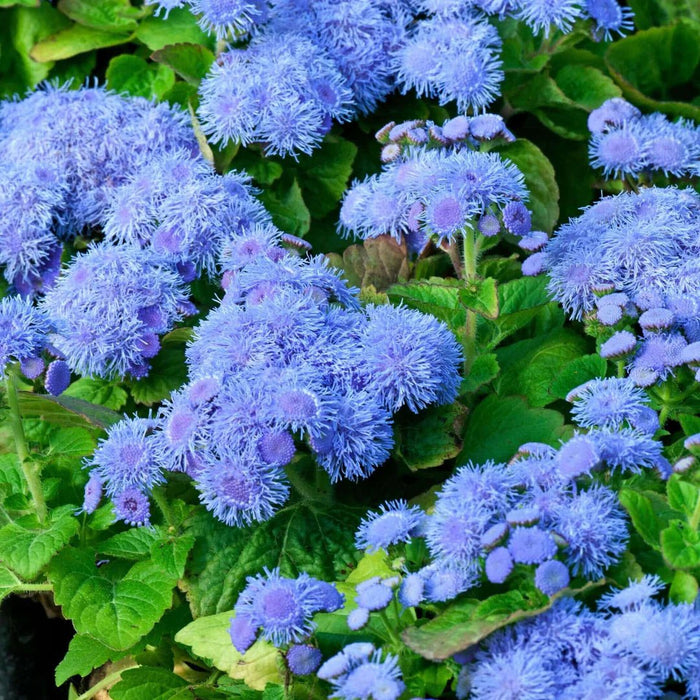 Live Plants,Ageratum, -Blue Mink, floss flower - Caribbean garden seed