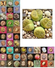 Living Stone Seeds(Lithops species Mix ) Many Varietie, Succulent plants Seed ! - Caribbean garden seed