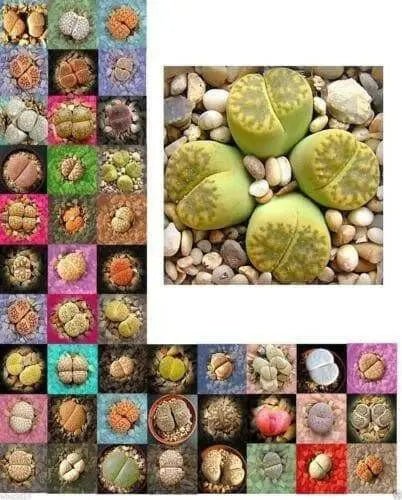 Living Stone Seeds(Lithops species Mix ) Many Varietie, Succulent plants Seed ! - Caribbean garden seed