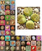 Living Stone Seeds(Lithops species Mix ) Many Varietie, Succulent plants Seed ! - Caribbean garden seed