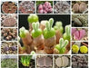 Living Stone Seeds(Lithops species Mix ) Many Varietie, Succulent plants Seed ! - Caribbean garden seed