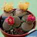 Living Stone Seeds(Lithops species Mix ) Many Varietie, Succulent plants Seed ! - Caribbean garden seed