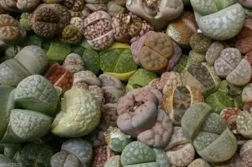 Living Stone Seeds(Lithops species Mix ) Many Varietie, Succulent plants Seed ! - Caribbean garden seed