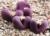Living Stone Seeds(Lithops species Mix ) Many Varietie, Succulent plants Seed ! - Caribbean garden seed