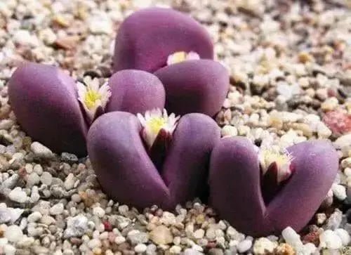 Living Stone Seeds(Lithops species Mix ) Many Varietie, Succulent plants Seed ! - Caribbean garden seed