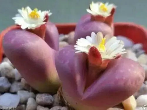 Living Stone Seeds(Lithops species Mix ) Many Varietie, Succulent plants Seed ! - Caribbean garden seed