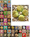Living Stones Seed (Lithops species mix)  CactI / SUCCULENT - Caribbean garden seed
