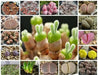 Living Stones Seed (Lithops species mix)  CactI / SUCCULENT - Caribbean garden seed