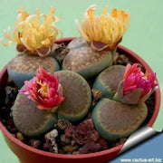 Living Stones Seed (Lithops species mix)  CactI / SUCCULENT - Caribbean garden seed