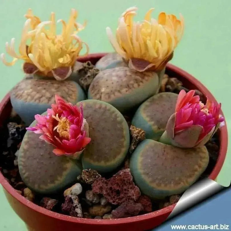Living Stones Seed (Lithops species mix)  CactI / SUCCULENT - Caribbean garden seed